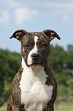 AMSTAFF  PORTRAIT 002